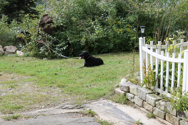 Maggie guarding the garden